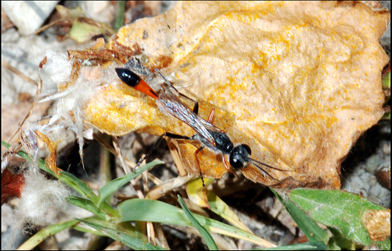 icneumonide? No. Sphecidae: Ammophila sp.